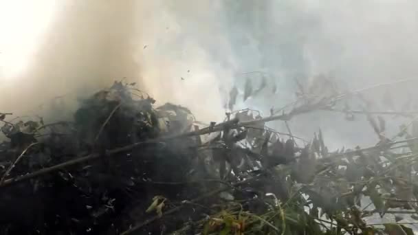 森林大火被点燃 火灾中对动植物的威胁 — 图库视频影像