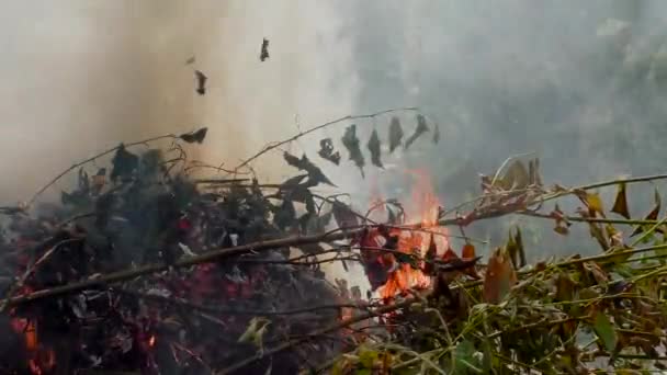 Divoký Lesní Požár Vzplanul Ohrožení Rostlin Fauny Plamenech — Stock video