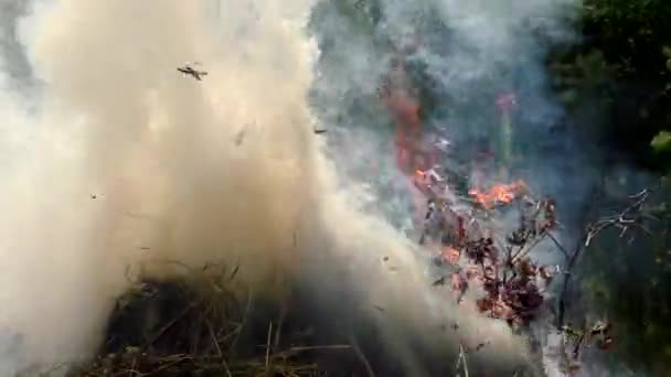 Feu Forêt Enflamme Menace Pour Flore Faune Dans Les Flammes — Video