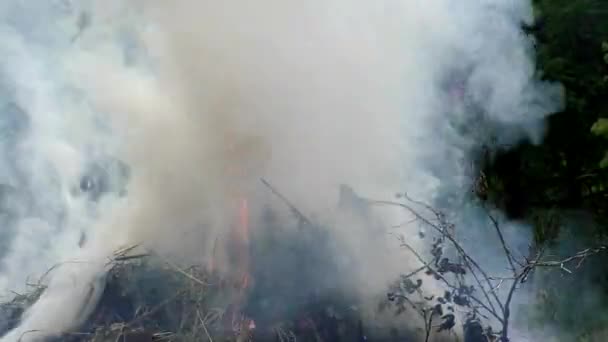 Загорелся Лесной Пожар Угроза Флоры Фауны Огне — стоковое видео