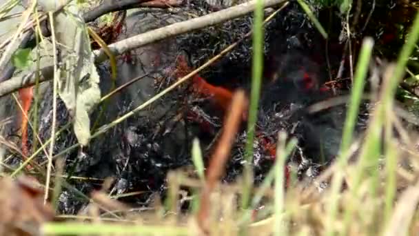 Wilde Waldbrände Werden Entfacht Die Bedrohung Für Flora Und Fauna — Stockvideo