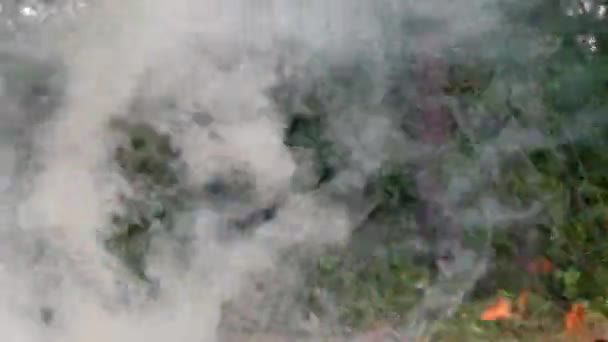 森林大火被点燃. — 图库视频影像