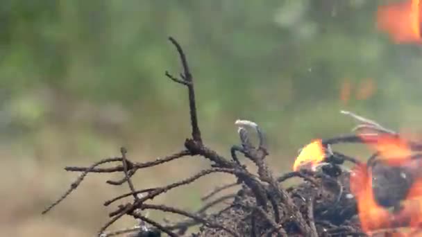 Fogo florestal selvagem é inflamado. — Vídeo de Stock