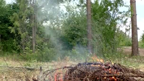 Поджигается лесной пожар. — стоковое видео