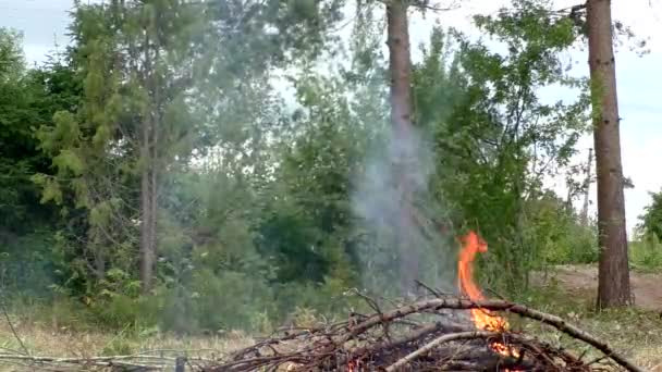 Un feu de forêt sauvage s'enflamme. — Video