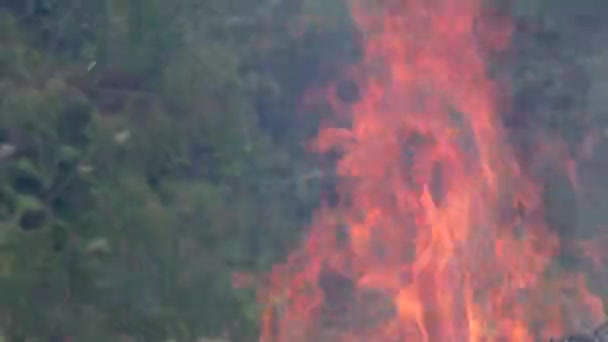 Un feu de forêt sauvage s'enflamme. — Video