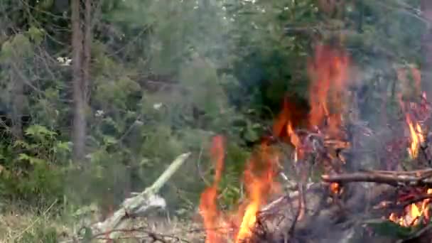 Поджигается лесной пожар. — стоковое видео
