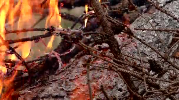 Wild bosvuur wordt aangestoken. — Stockvideo