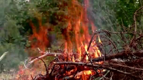 Fuego forestal salvaje se enciende. — Vídeos de Stock