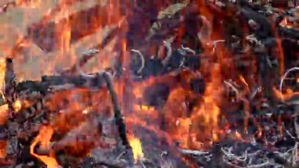 Incendio Boschivo Selvaggio Acceso Minaccia Flora Fauna Nelle Fiamme — Video Stock