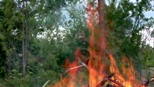 Загорелся Лесной Пожар Угроза Флоры Фауны Огне — стоковое видео