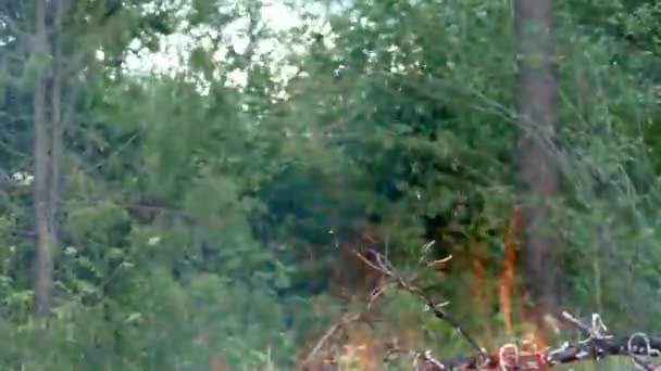 Feu Forêt Enflamme Menace Pour Flore Faune Dans Les Flammes — Video