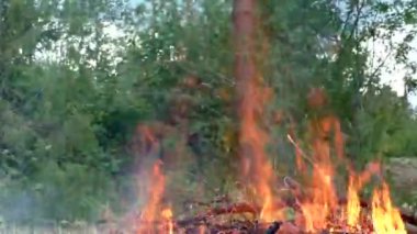 Vahşi orman yangını tutuştu. Alevler içindeki bitki ve hayvanlara karşı tehdit.