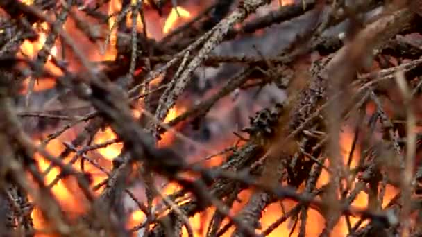 Fuego Forestal Salvaje Enciende Amenaza Flora Fauna Las Llamas — Vídeo de stock