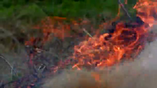 Fuego Forestal Salvaje Enciende Amenaza Flora Fauna Las Llamas — Vídeos de Stock