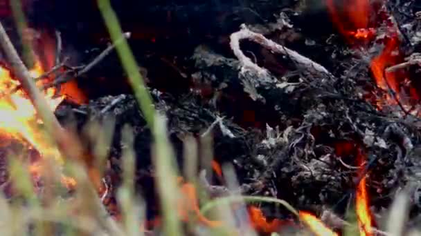 Incêndio Florestal Está Aceso Ameaça Flora Fauna Nas Chamas — Vídeo de Stock