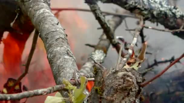 Vad Erdőtűz Begyulladt Tűzben Élő Növény Állatvilágot Fenyegető Veszély — Stock videók