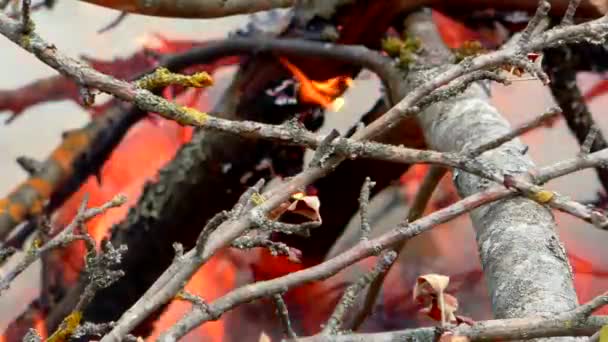 Feu Forêt Enflamme Menace Pour Flore Faune Dans Les Flammes — Video