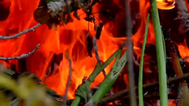 Дикий Лісовий Вогонь Запалюється Загроза Флори Фауни Полум — стокове відео