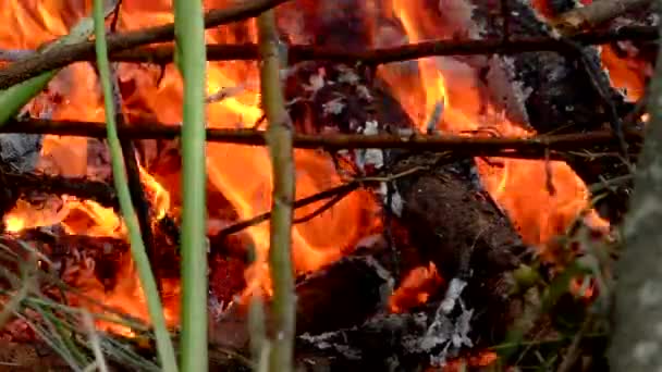 Wilde Waldbrände Werden Entfacht Die Bedrohung Für Flora Und Fauna — Stockvideo