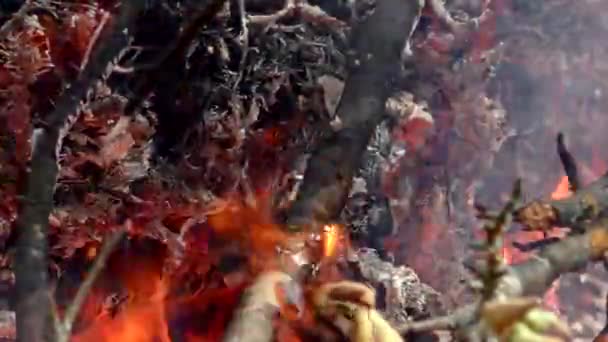 Bosbrand Aangestoken Bedreiging Voor Flora Fauna Vlammen — Stockvideo