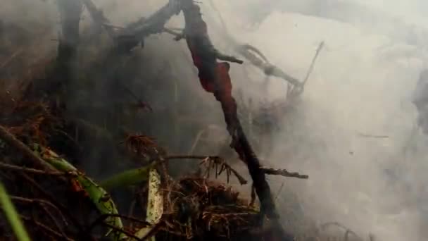 森林大火被点燃 火灾中对动植物的威胁 — 图库视频影像