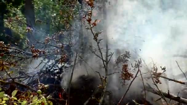 Incendio Boschivo Selvaggio Acceso Minaccia Flora Fauna Nelle Fiamme — Video Stock