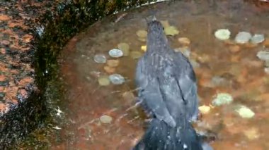 Şans getirmesi için bozuk paralarla dolu bir su ve içinde banyo yapan bir güvercin. Şehirde barış ve mutluluk kuşu..