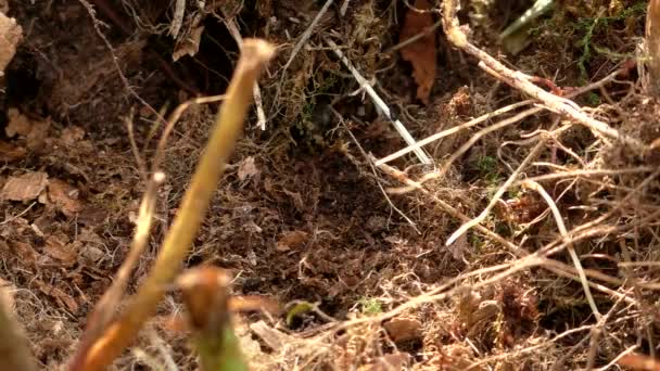 Γήινη Βομβάη Πέταξε Στη Φωλιά Στο Έδαφος Βοηθητικά Έντομα Επικονιάζουν — Αρχείο Βίντεο