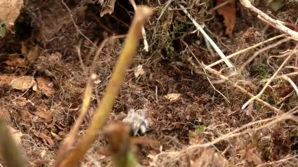 Erdhummeln Flogen Zum Nest Der Erde Nützliche Insekten Bestäuben Pflanzen — Stockvideo