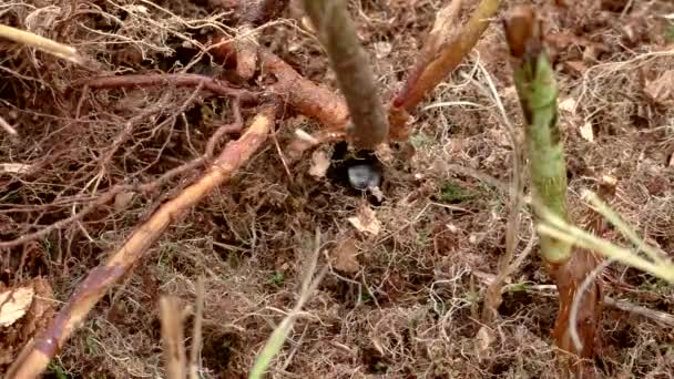 Aardhommels Bombus Vloog Naar Het Nest Grond Nuttige Insecten Bestuivende — Stockvideo