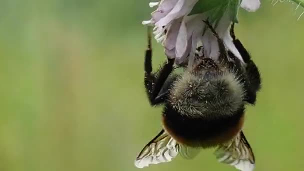 Eine Biene Sammelt Nektarrüssel Aus Der Blüte Hummelsommer Frisst Pollen — Stockvideo