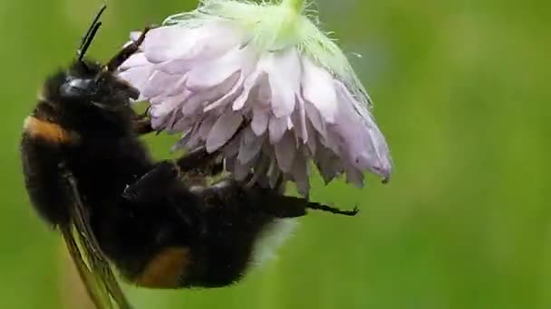 Eine Biene Sammelt Nektarrüssel Aus Der Blüte Hummelsommer Frisst Pollen — Stockvideo