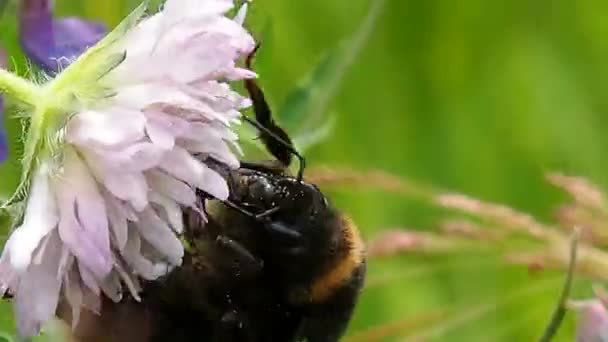 Een Bij Verzamelt Nectar Proboscis Van Bloem Hommel Zomer Eet — Stockvideo