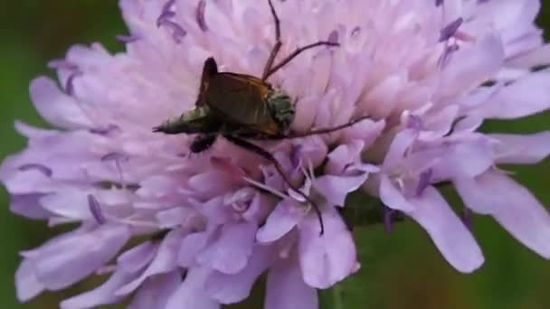 Acasalamento Dois Beatles Uma Flor Insetos Voadores Selvagens Ambiente Natural — Vídeo de Stock