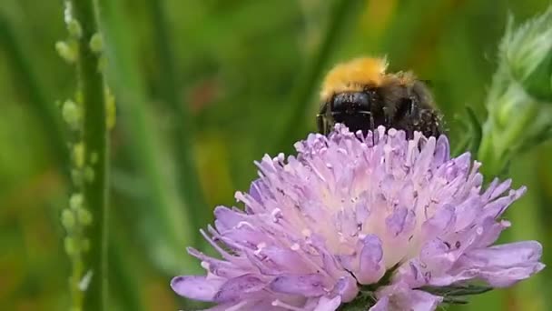 Een Bij Verzamelt Nectar Proboscis Van Bloem Hommel Zomer Eet — Stockvideo