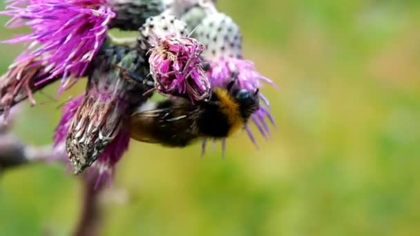 Een Bij Verzamelt Nectar Proboscis Van Bloem Hommel Zomer Eet — Stockvideo