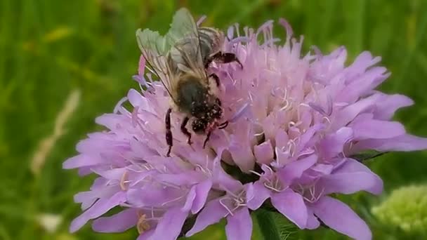 Пчела Собирает Хоботок Нектара Цветка Шмель Летом Пожирает Пыльцу — стоковое видео