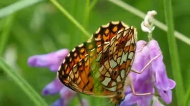 Çiçek tarlasında kelebek - makro. Kelebeklerin hayatı Argynnis paphia 'nın doğal doğasında.