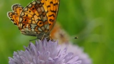 Çiçek tarlasında kelebek - makro. Kelebeklerin hayatı Argynnis paphia 'nın doğal doğasında.