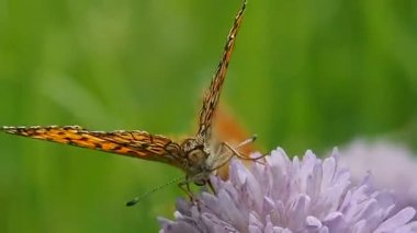 Çiçek tarlasında kelebek - makro. Kelebeklerin hayatı Argynnis paphia 'nın doğal doğasında.