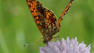 Çiçek tarlasında kelebek - makro. Kelebeklerin hayatı Argynnis paphia 'nın doğal doğasında.