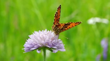 Çiçek tarlasında kelebek - makro. Kelebeklerin hayatı Argynnis paphia 'nın doğal doğasında.