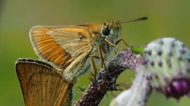 Çiçek tarlasında kelebek - makro. Kelebeklerin hayatı Argynnis paphia 'nın doğal doğasında.