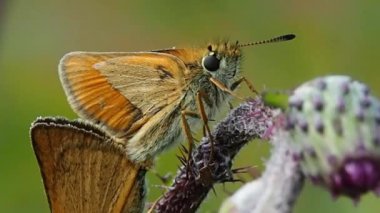 Çiçek tarlasında kelebek - makro. Kelebeklerin hayatı Argynnis paphia 'nın doğal doğasında.