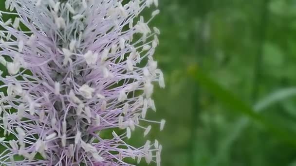 Ville Blomster Åkeren Sommerblomstrende Europeisk Natur – stockvideo