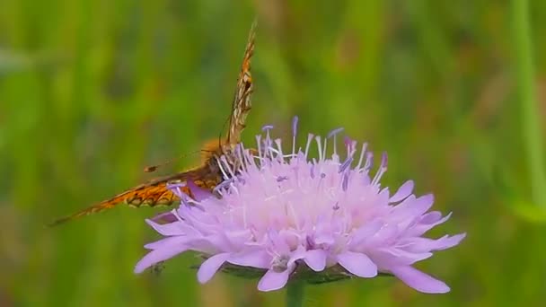 蝴蝶在花田上 蝴蝶Argynnis Paphia在自然野外的生活 — 图库视频影像