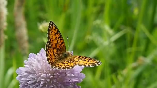 Çiçek Tarlasında Kelebek Makro Kelebeklerin Hayatı Argynnis Paphia Nın Doğal — Stok video