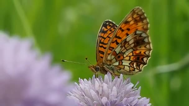 Vlinder Een Bloemenveld Macro Leven Van Vlinders Argynnis Paphia Het — Stockvideo