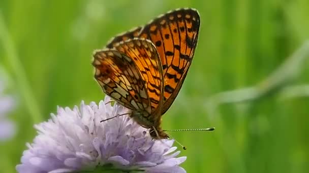 Motyl Polu Kwiatowym Makro Życie Motyli Argynnis Paphia Naturalnym Dzikim — Wideo stockowe